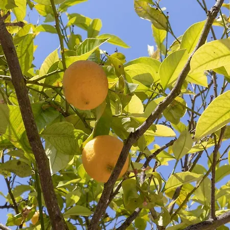 Lemon Tree House