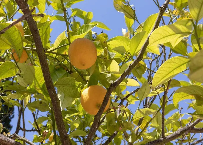 Lemon Tree House